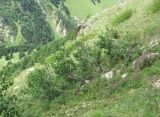 Populus tremula. Небольшие деревца. Кабардино-Балкария, Эльбрусский р-н, долина р. Ирик, ок. 2400-2500 м н.у.м., субальпийский луг, на крутом склоне. 05.08.2018.