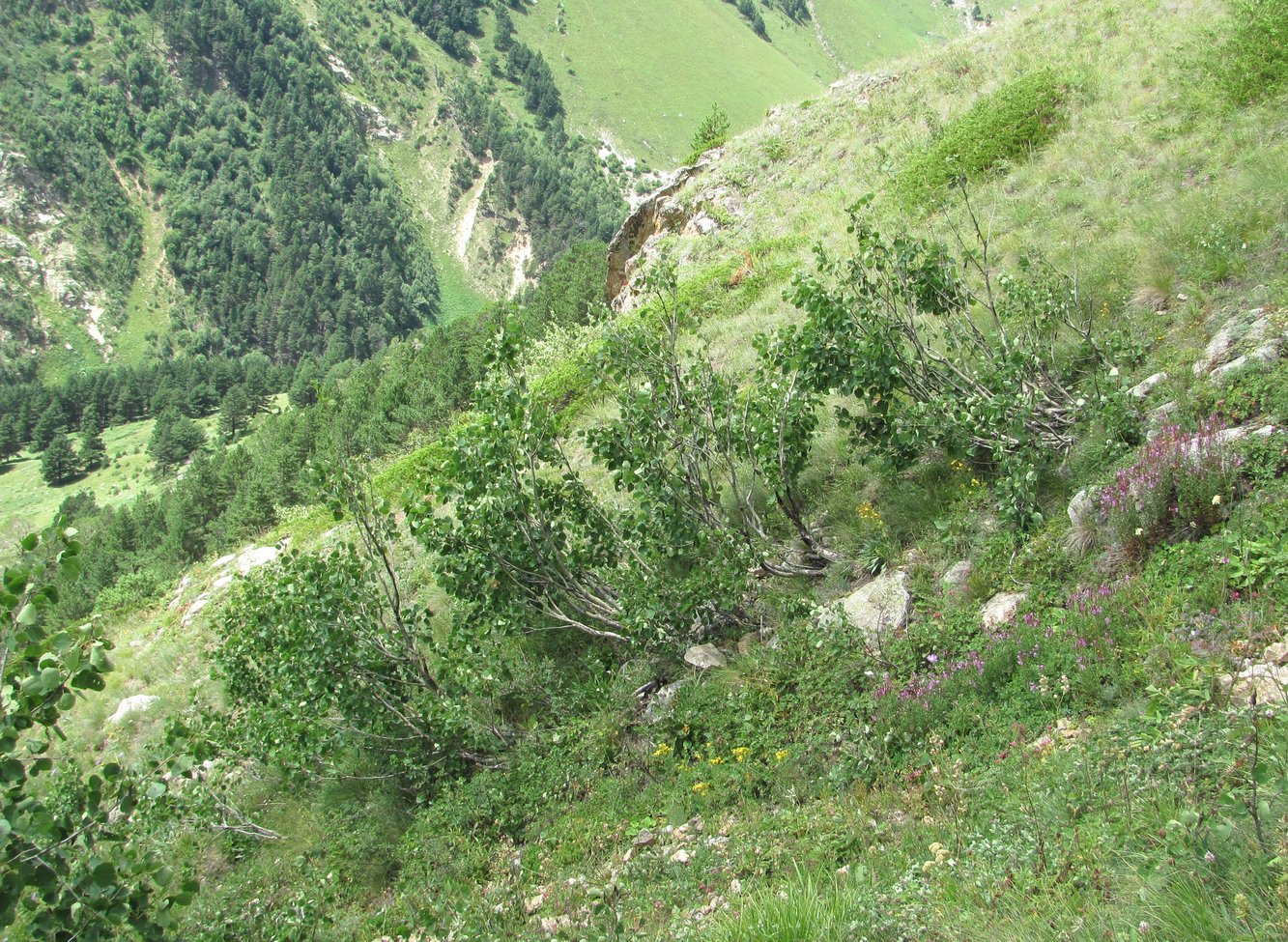 Image of Populus tremula specimen.