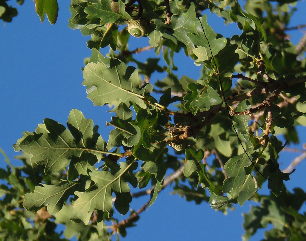 Image of Quercus robur specimen.