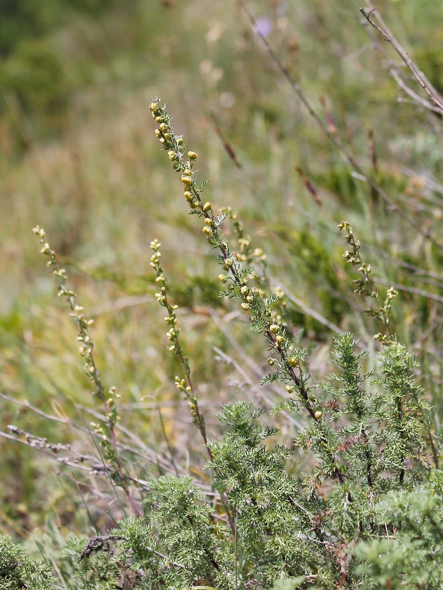Image of Artemisia chamaemelifolia specimen.