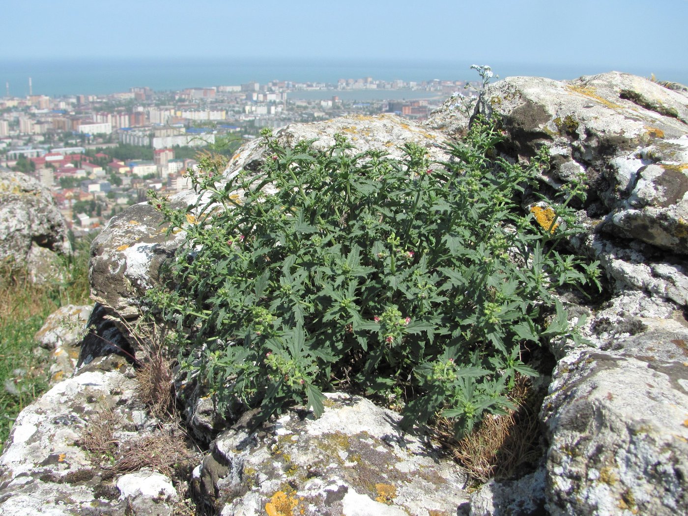 Image of Scrophularia rupestris specimen.