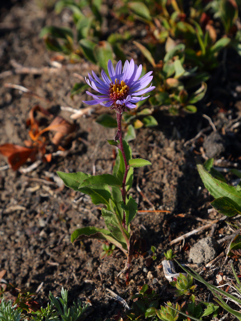 Image of Aster sibiricus specimen.