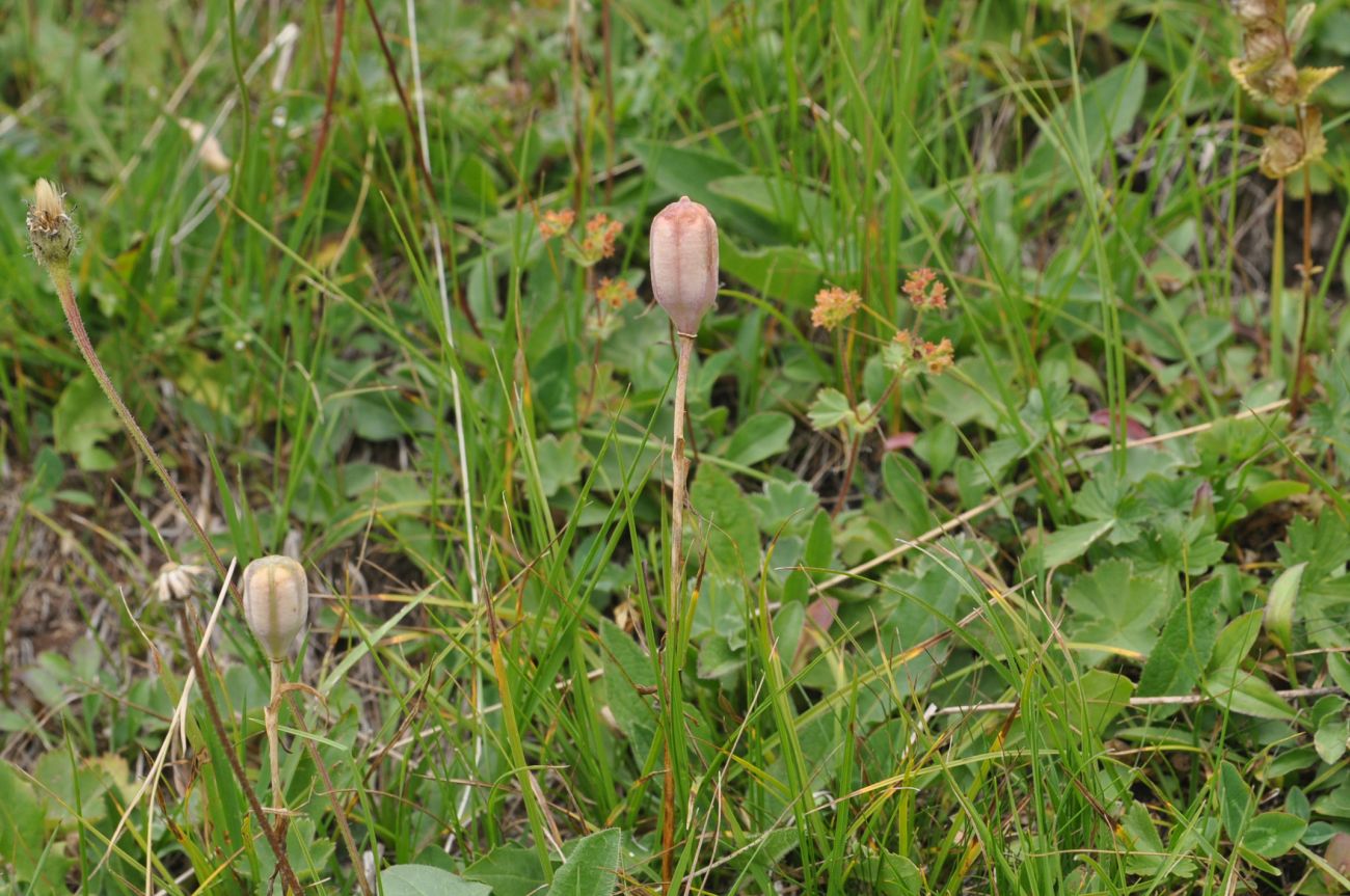 Image of Fritillaria ophioglossifolia specimen.