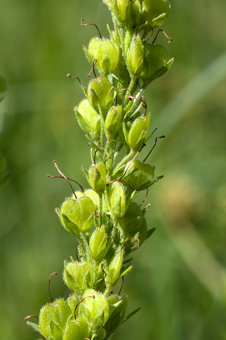 Image of Veronica teucrium specimen.