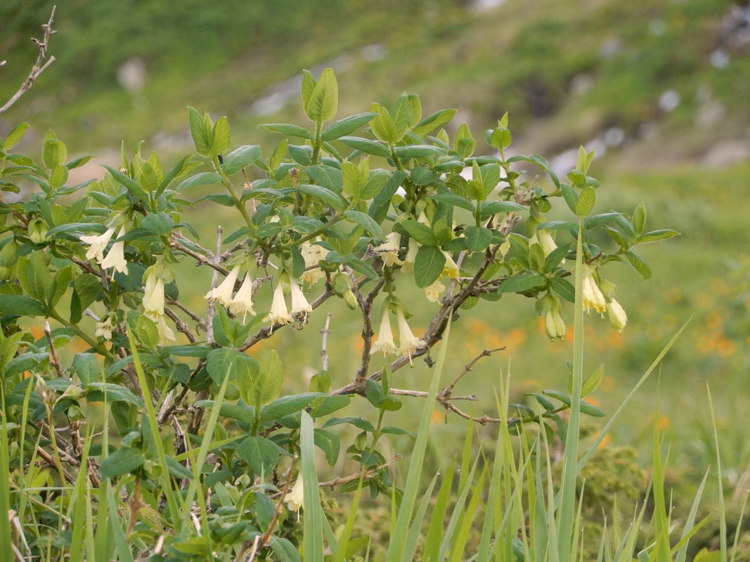 Image of Lonicera hispida specimen.