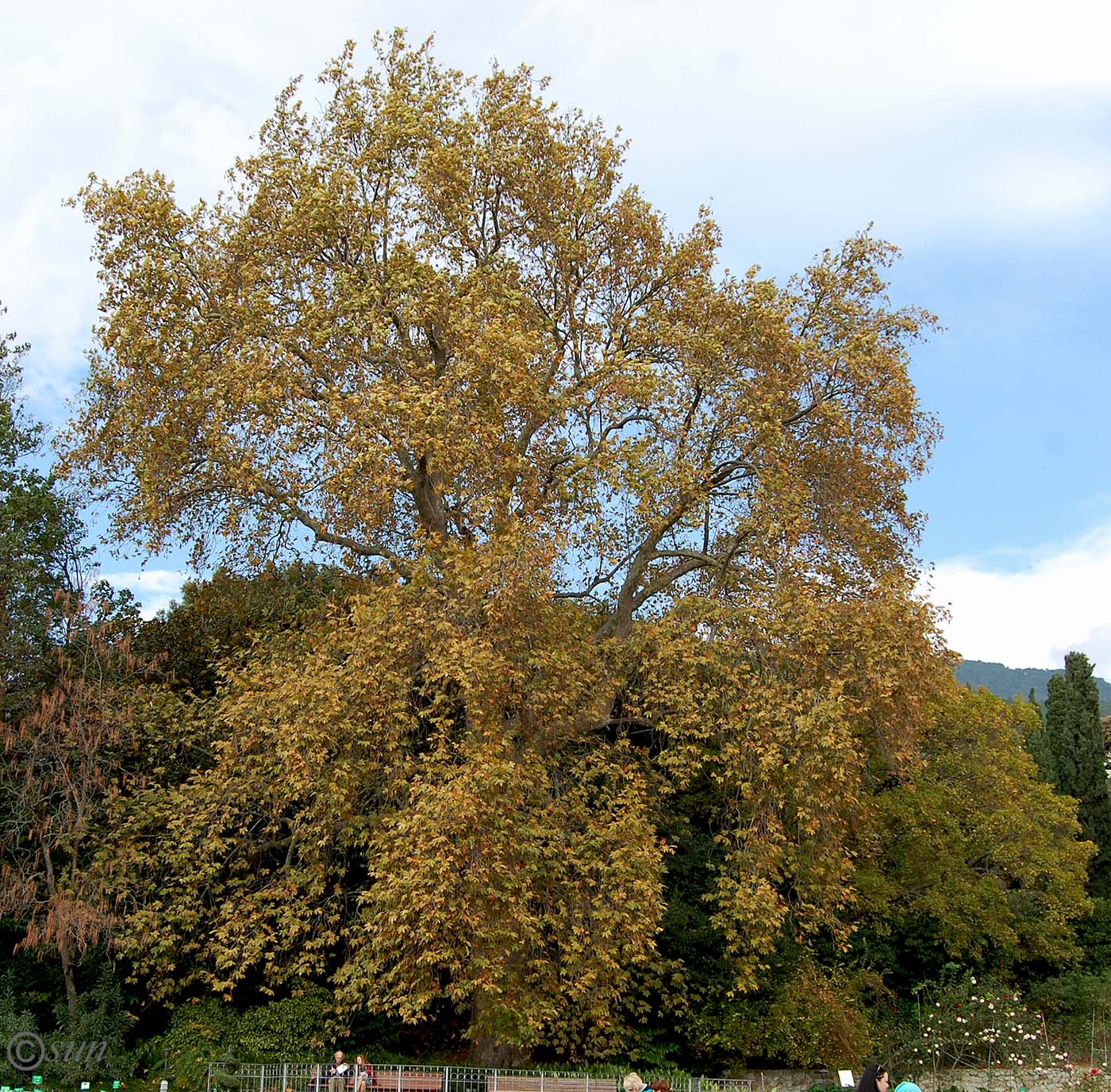 Image of Platanus orientalis specimen.