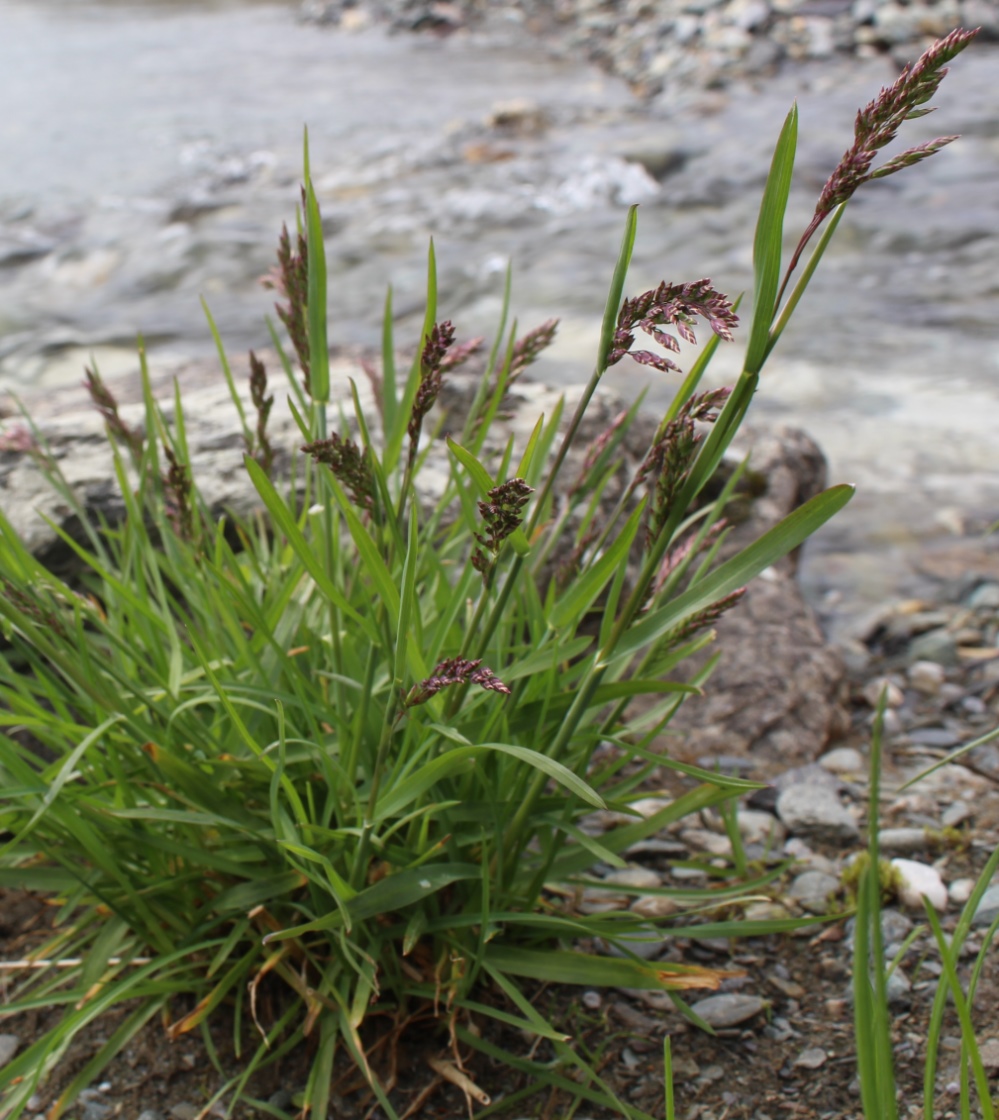 Image of genus Poa specimen.