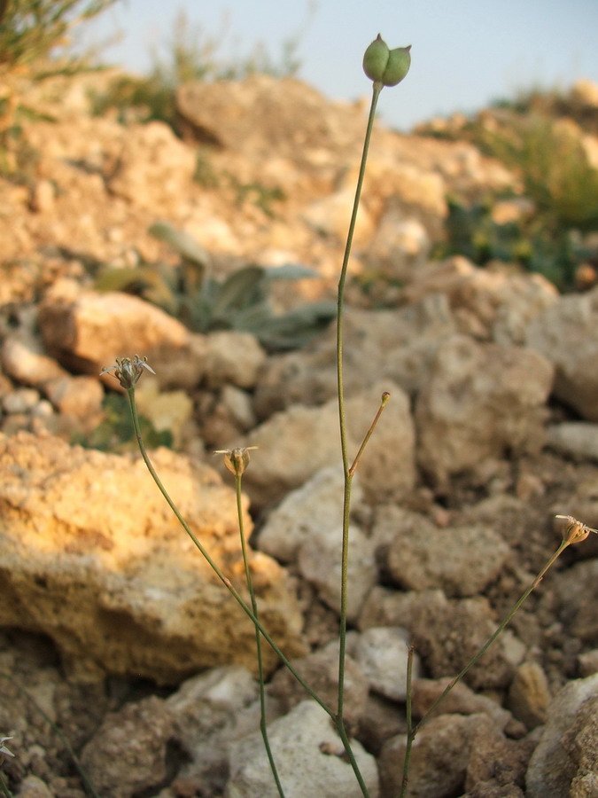 Image of Garidella nigellastrum specimen.