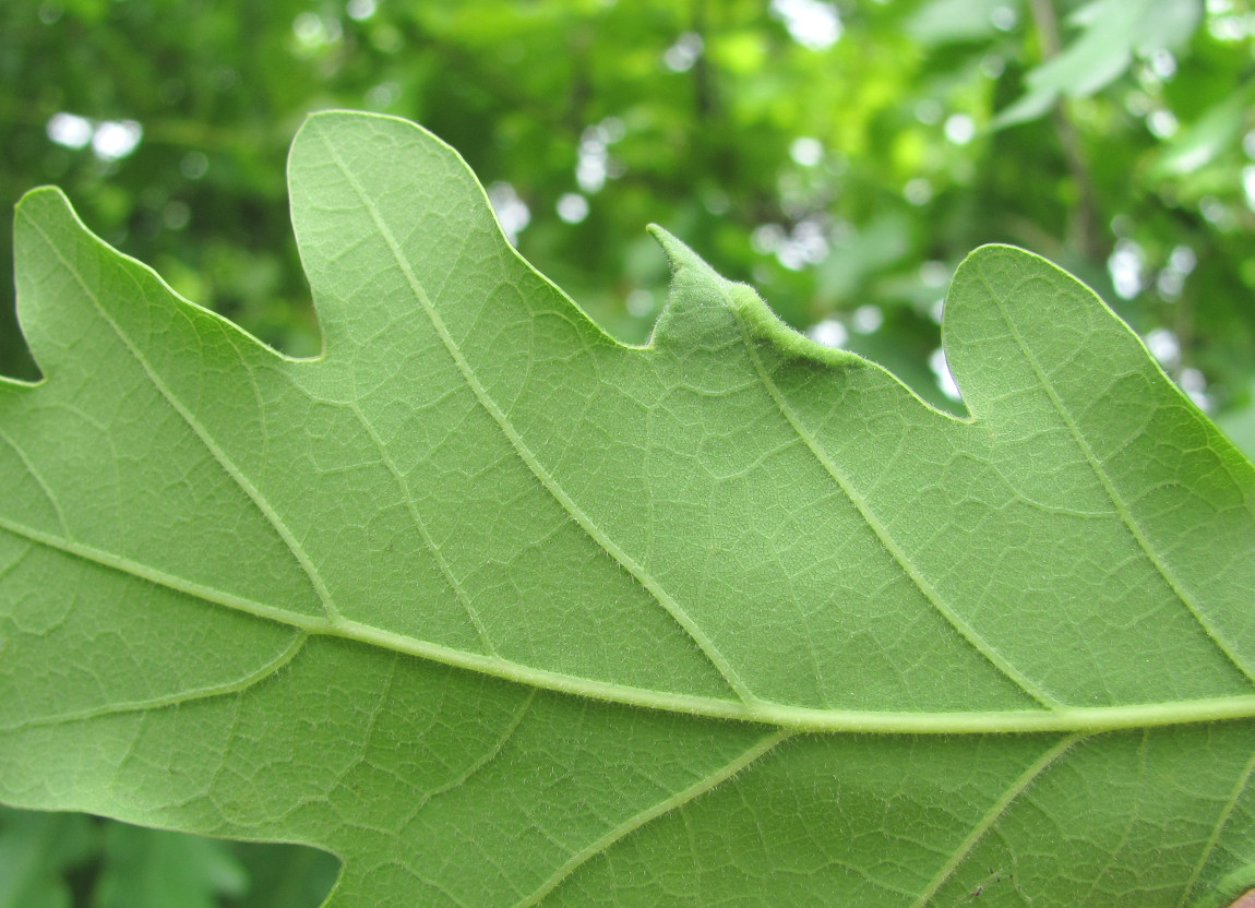 Изображение особи род Quercus.