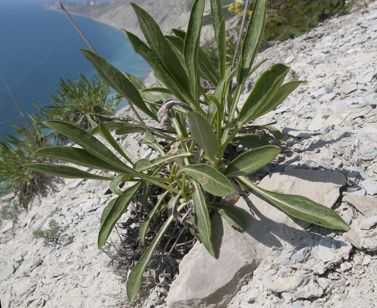 Image of Cephalaria coriacea specimen.