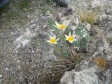 Tulipa turkestanica