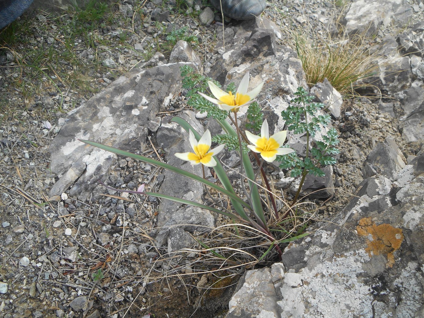 Image of Tulipa turkestanica specimen.