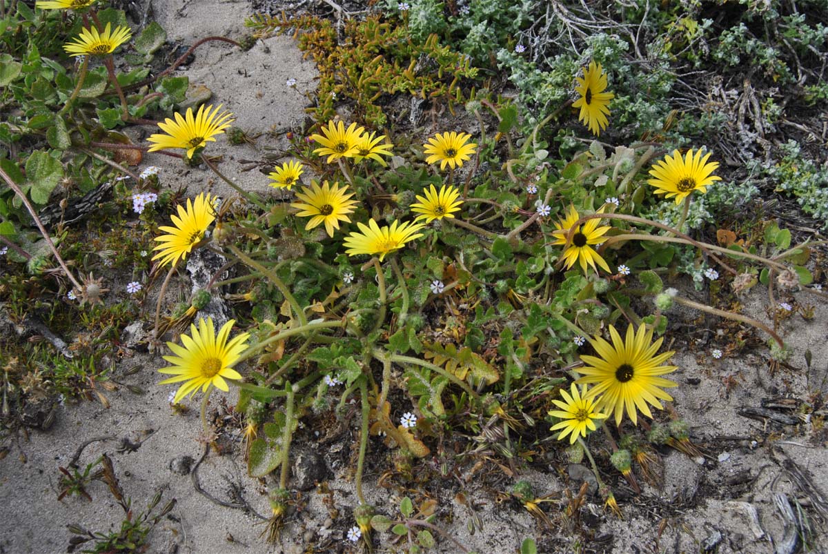 Image of Arctotheca calendula specimen.