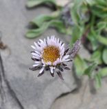 genus Erigeron. Соцветие. Грузия, Казбегский муниципалитет, окр. перевала Чаухи, ≈ 3300 м н.у.м, щебенистое плоское место. 01.08.2018.