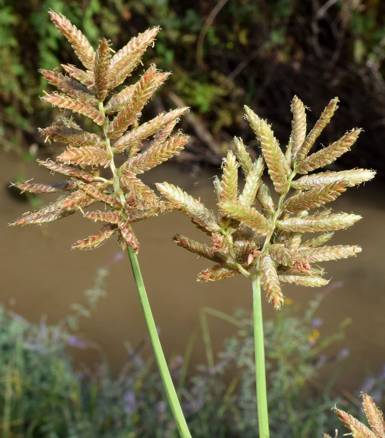 Image of genus Cyperus specimen.