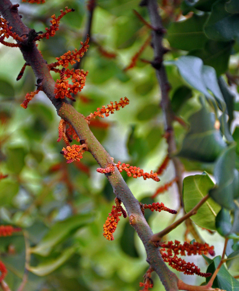 Изображение особи Ceratonia siliqua.