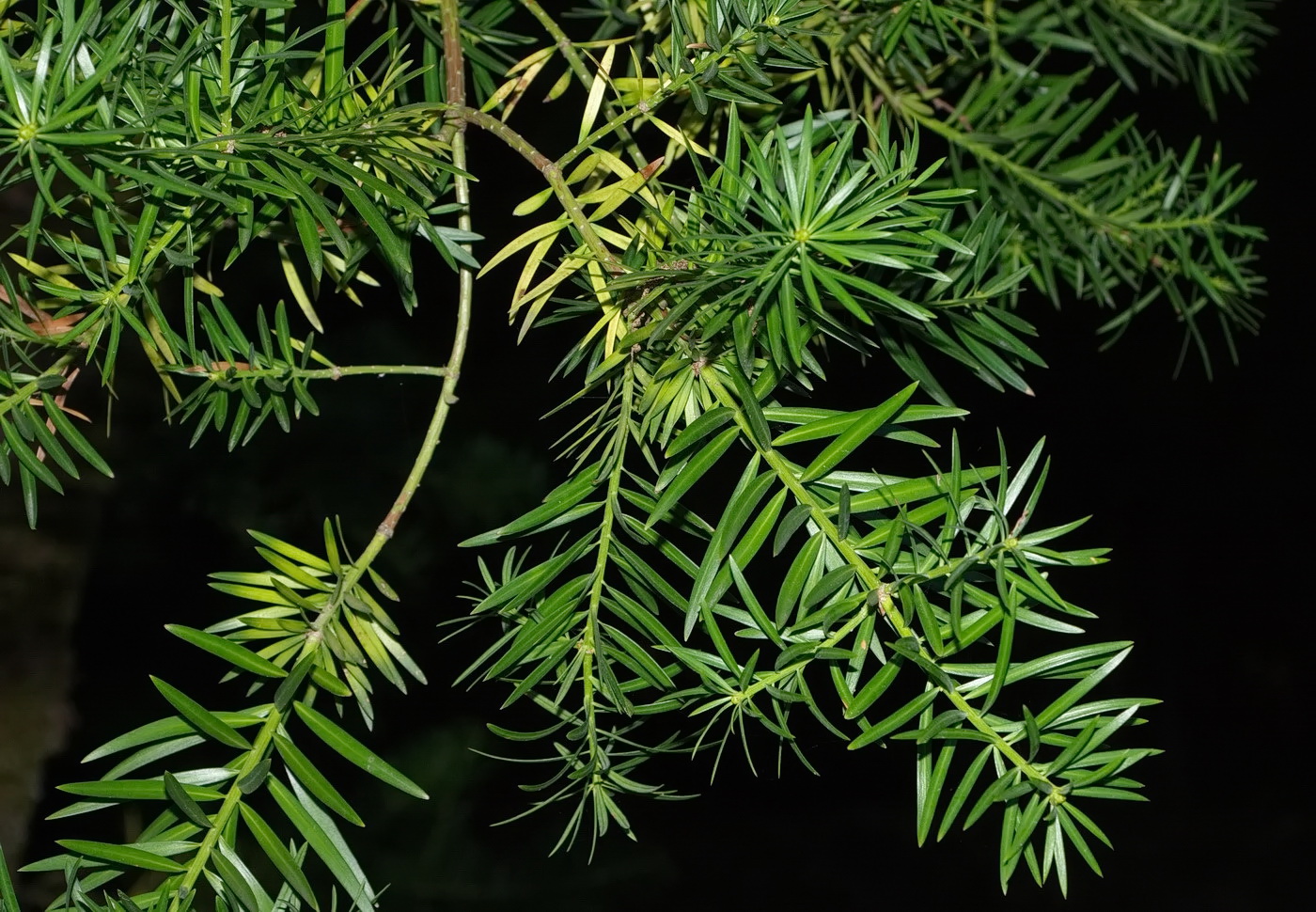 Image of Podocarpus macrophyllus specimen.