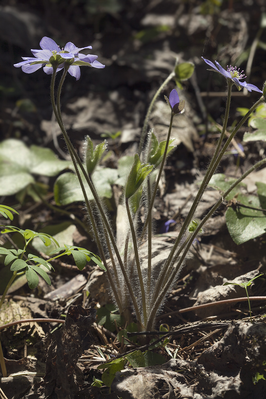 Image of Hepatica nobilis specimen.