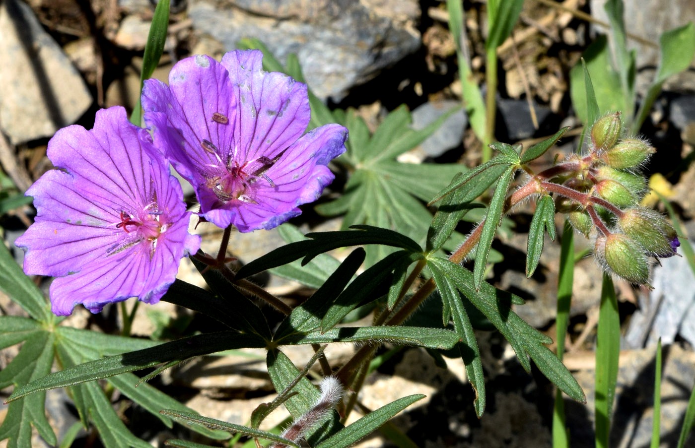 Изображение особи Geranium transversale.