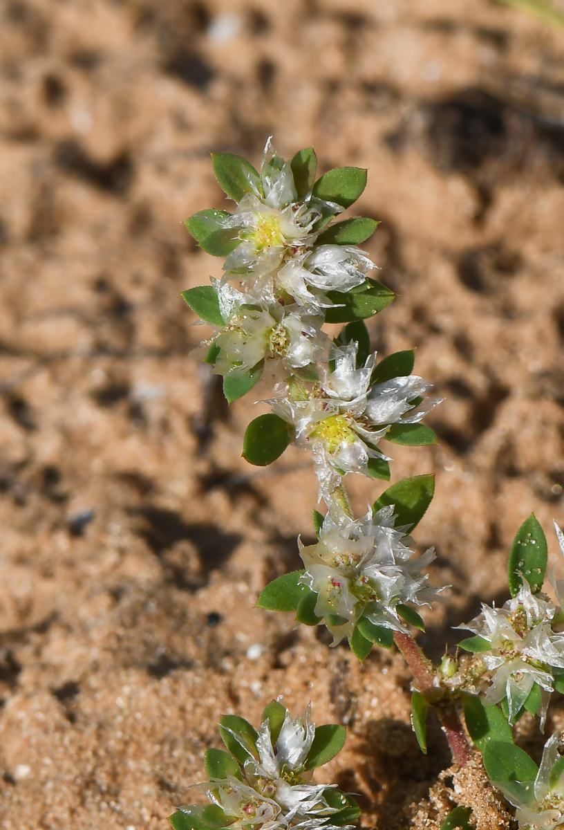 Image of Paronychia argentea specimen.