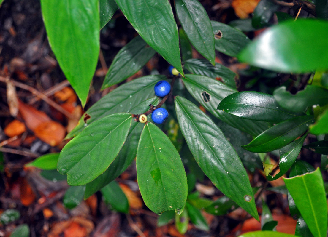 Image of Lasianthus borneensis specimen.