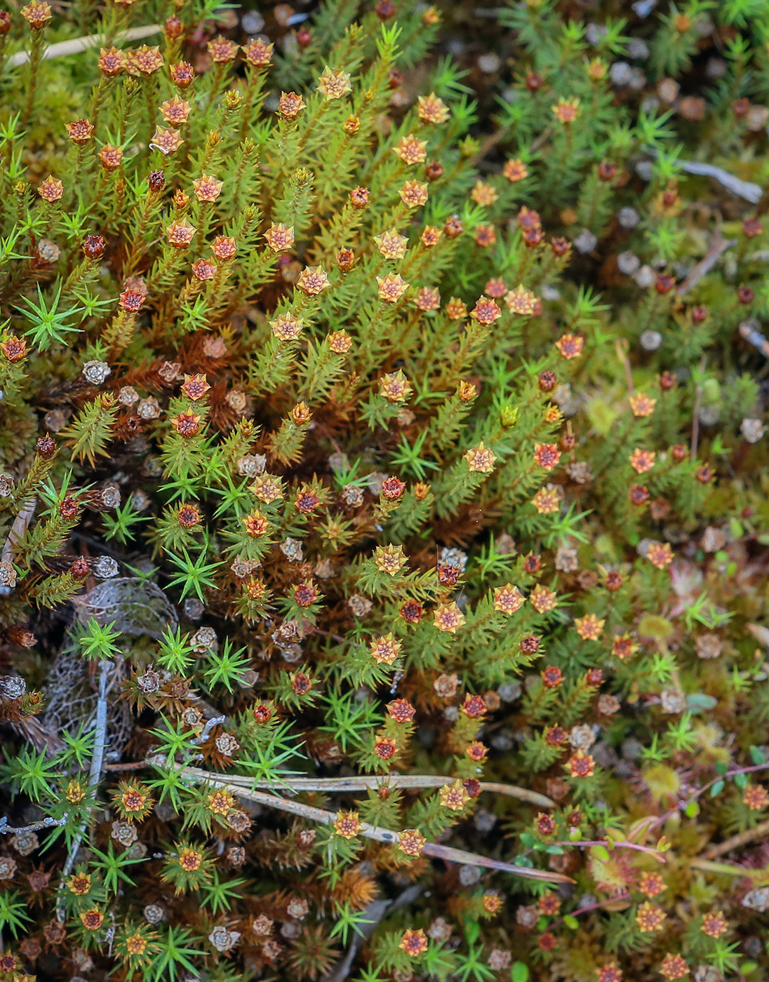 Изображение особи Polytrichum juniperinum.