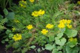 род Sedum. Цветущее растение. Кировская обл., г. Киров, Ботанический сад Вятского государственного университета, в культуре. 07.07.2018.