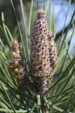 Pinus pinaster