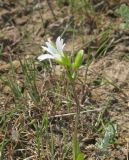 Dichodon viscidum. Верхушка цветущего растения. Крым, Советский р-н, 8 км к северу от пос. Дмитровка, побережье залива Сиваш на границе заказника \"Присивашский\", галофитный луг. 21 апреля 2019 г.