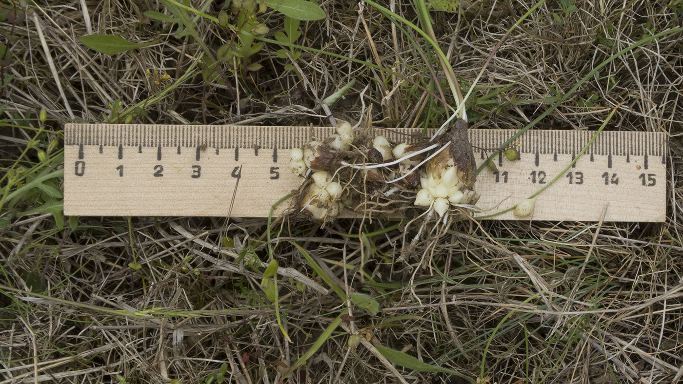 Image of Muscari neglectum specimen.