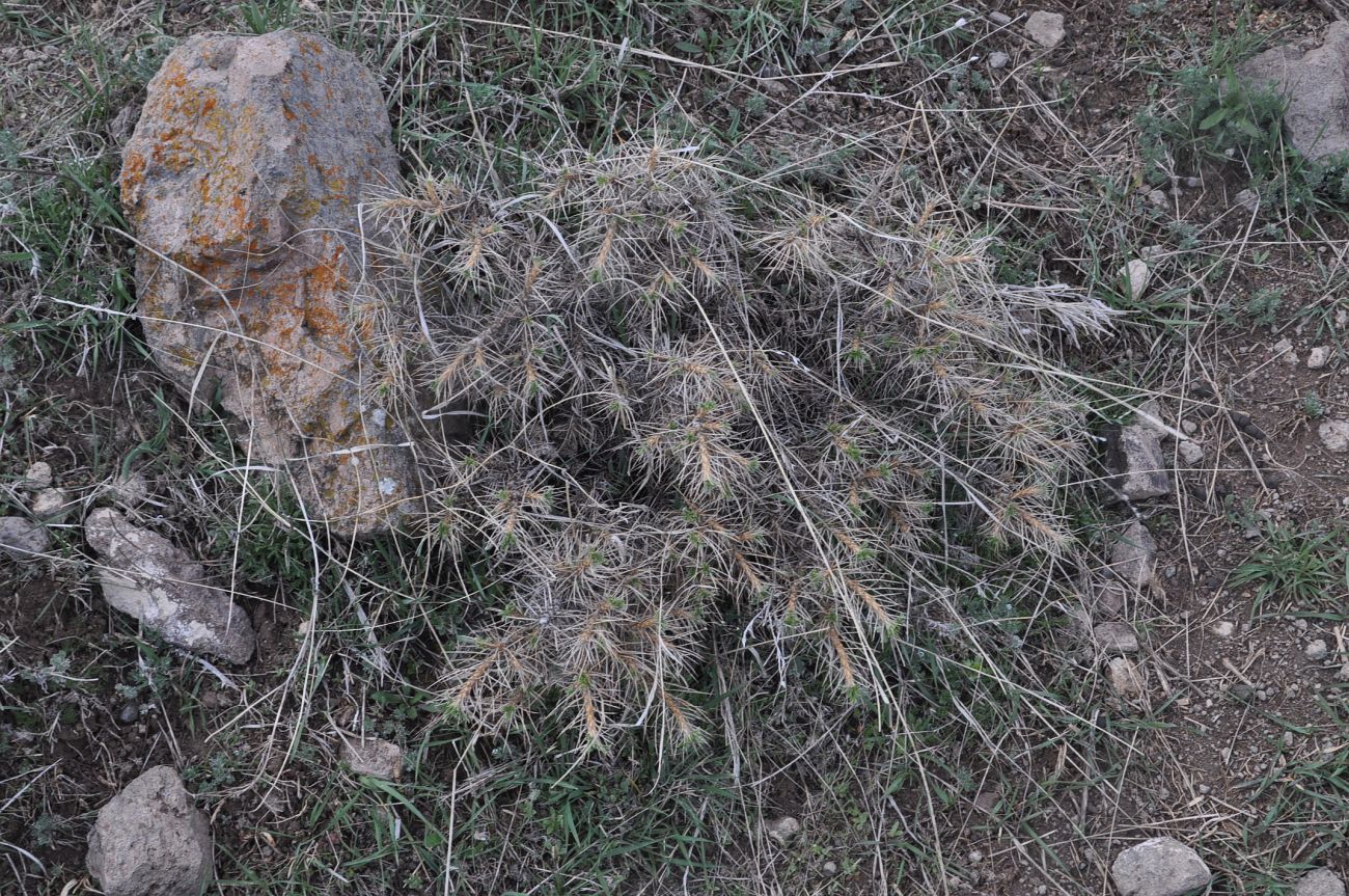 Image of genus Astracantha specimen.