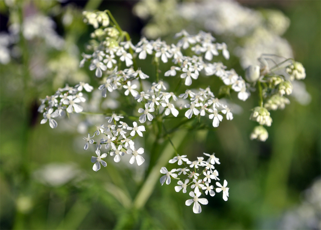 Изображение особи Anthriscus sylvestris.