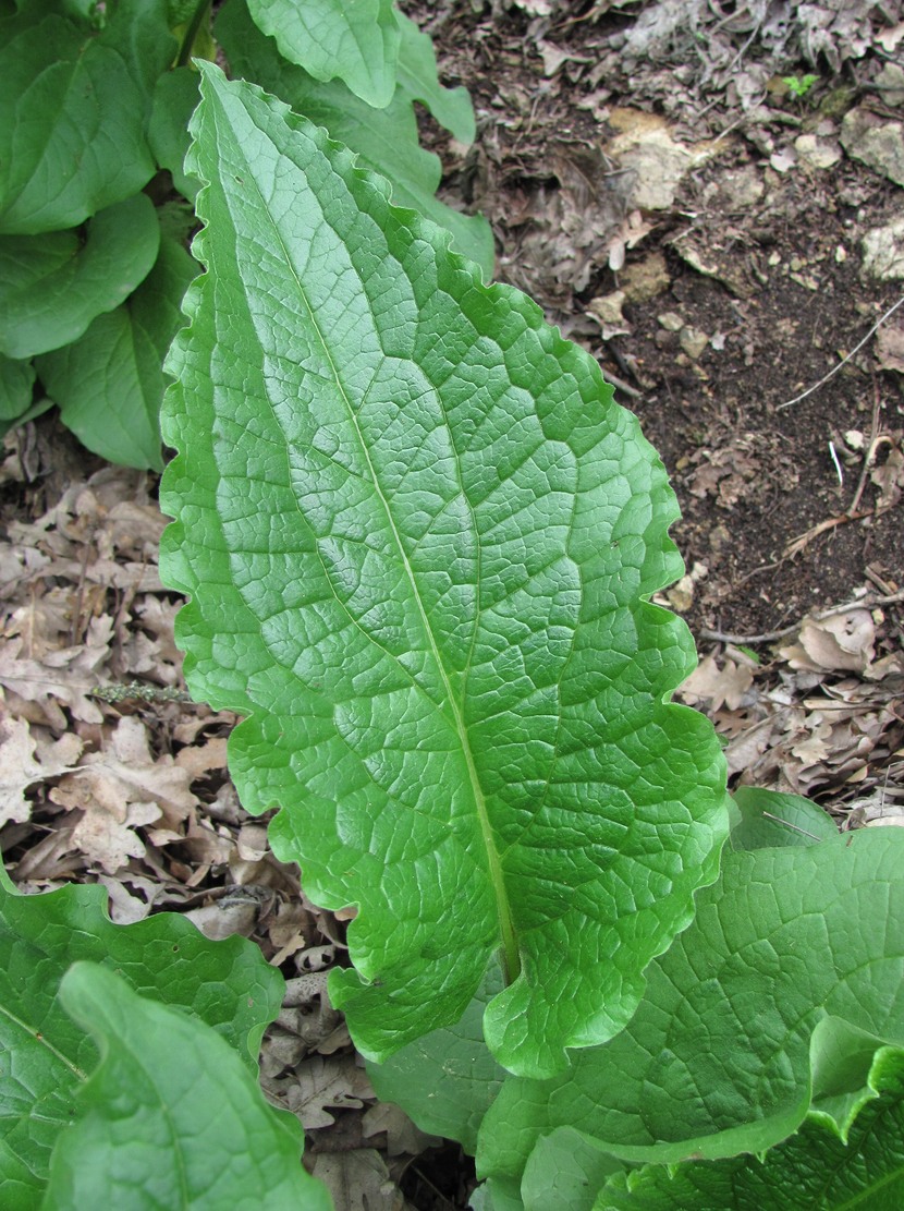 Изображение особи Solenanthus circinnatus.