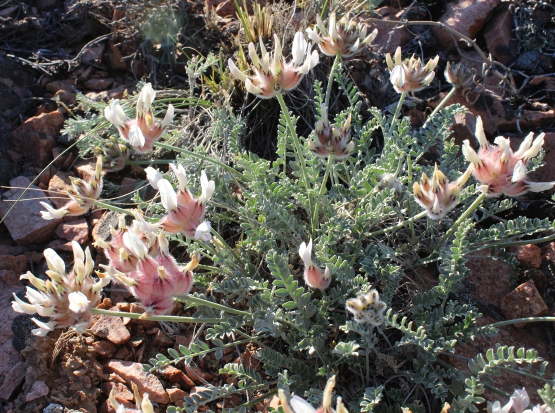 Изображение особи Astragalus arkalycensis.