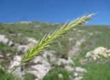 Psathyrostachys rupestris. Соцветие. Дагестан, Левашинский р-н, окр. с. Леваши, ок. 1400 м н.у.м., скальный выход. 01.06.2019.