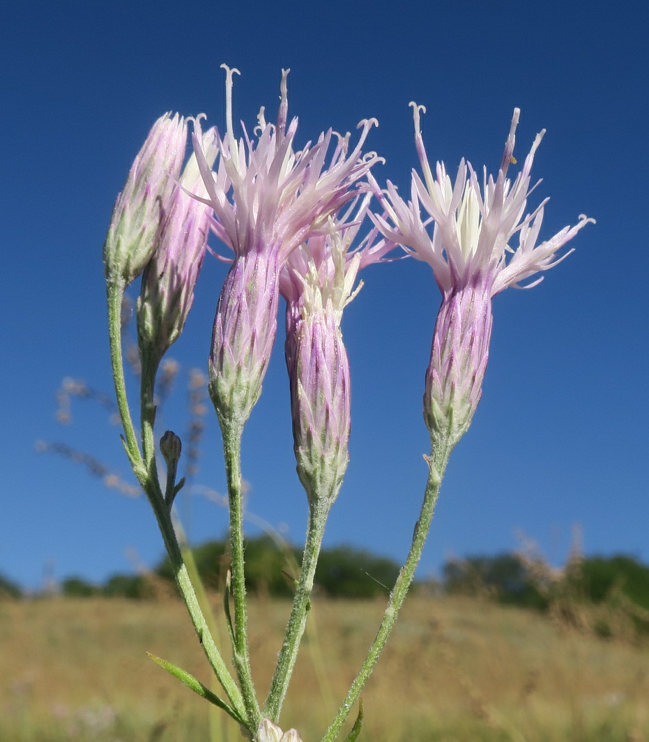 Image of Jurinea multiflora specimen.