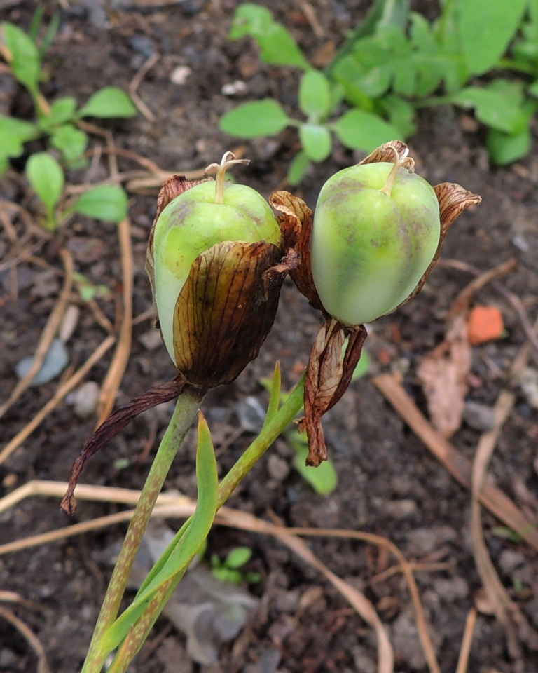 Image of Fritillaria michailovskyi specimen.