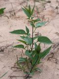 Solanum dulcamara. Молодые растения на свежих аллювиальных наносах в высокой пойме. Ленинградская обл., Лужский р-н, пойма р. Луга у дер. Кемка. 09.06.2010.