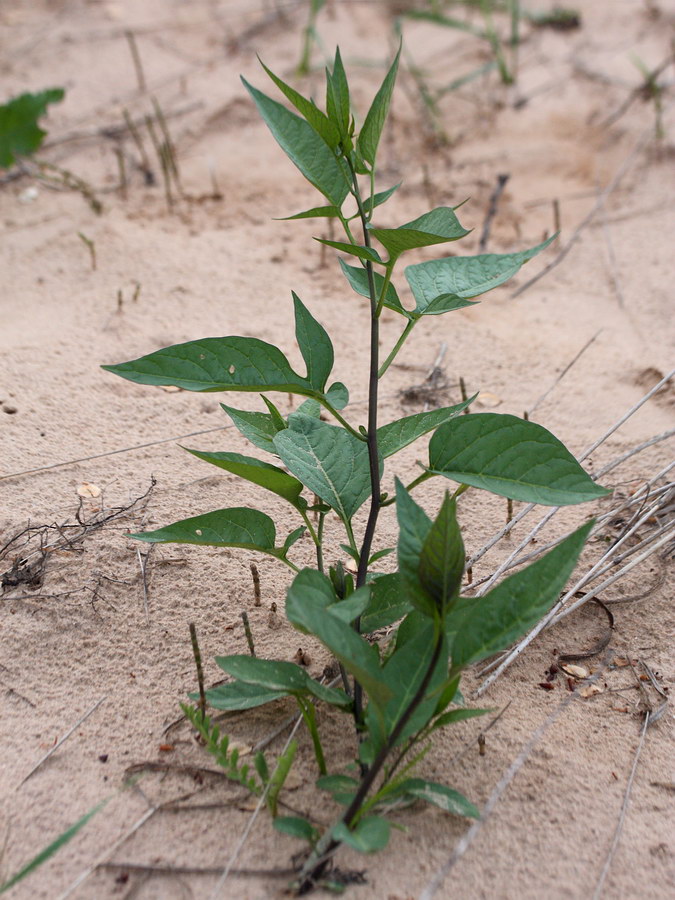 Image of Solanum dulcamara specimen.