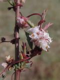 Cuscuta epithymum. Соцветие (основной хозяин - Poterium polygamum). Крым, Севастополь, окр. Хомутовой балки, степь. 03.08.2019.