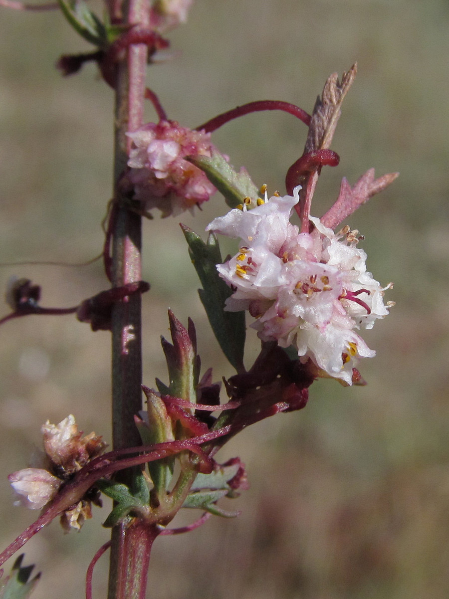 Изображение особи Cuscuta epithymum.