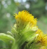 Inula thapsoides. Часть соцветия. Краснодарский край, окр. г. Новороссийск, хр. Маркотх, окр. пер. Андреевский, опушка леса. 07.08.2019.