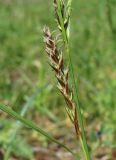 род Carex