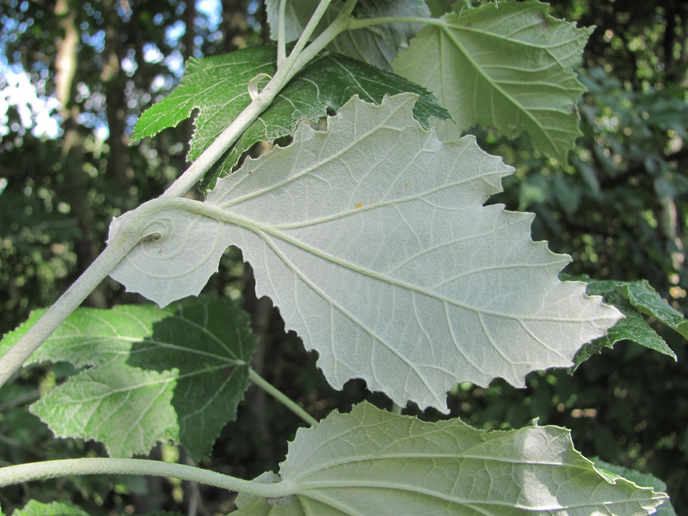 Изображение особи Populus alba.