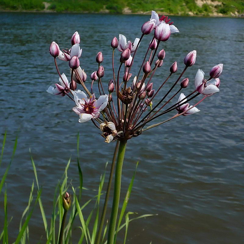 Изображение особи Butomus umbellatus.