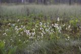 Eriophorum gracile