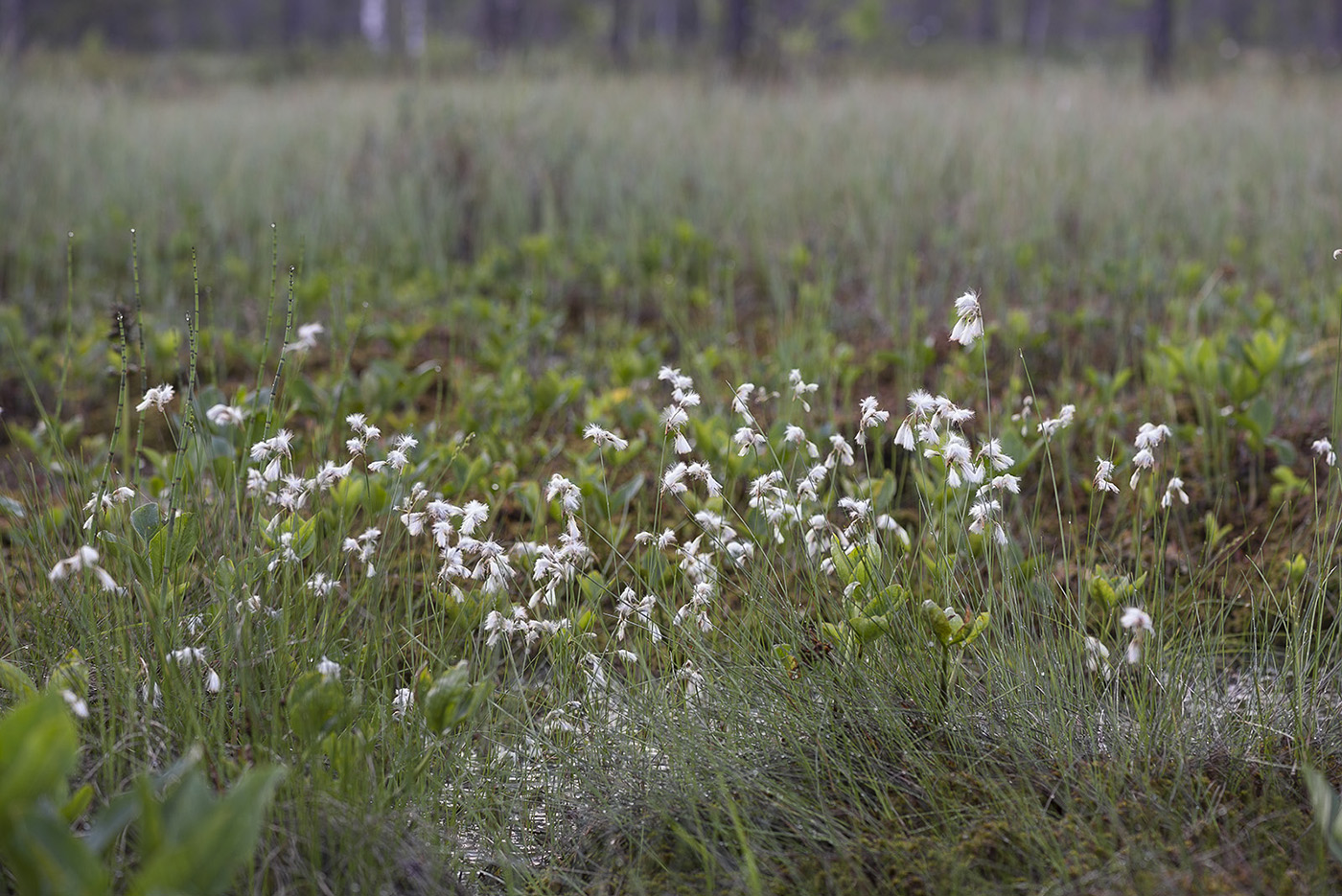 Image of Eriophorum gracile specimen.