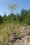 Crepis biennis. Цветущие растения (внизу - листья Tussilago farfara). Ленинградская обл., Гатчинский р-н, окр. дер. Авколево, карьер \"Елизаветино\", насыпь из известнякового щебня и карбонатного мелкозёма поперёк грунтовой дороги. 29.06.2019.