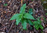 Melittis melissophyllum ssp. albida