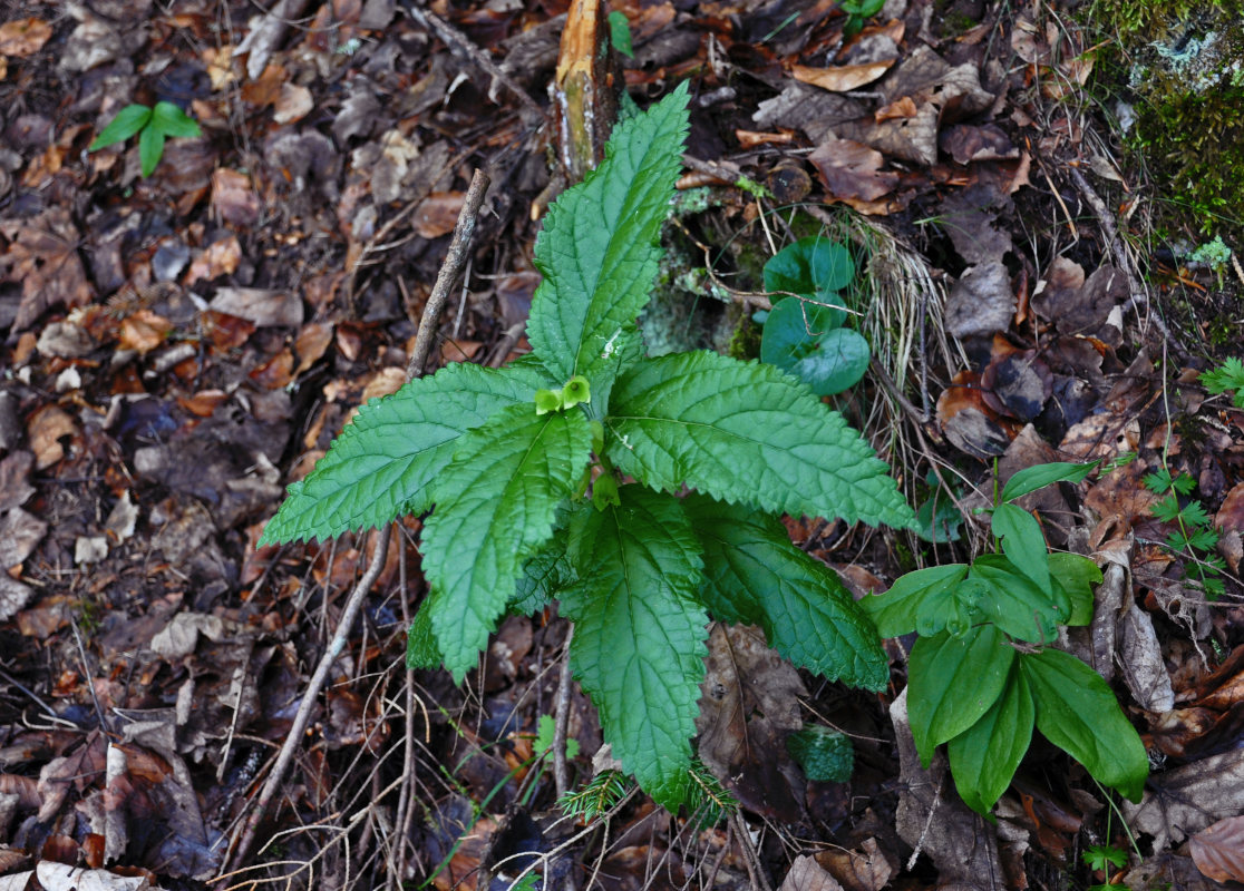 Image of Melittis melissophyllum ssp. albida specimen.